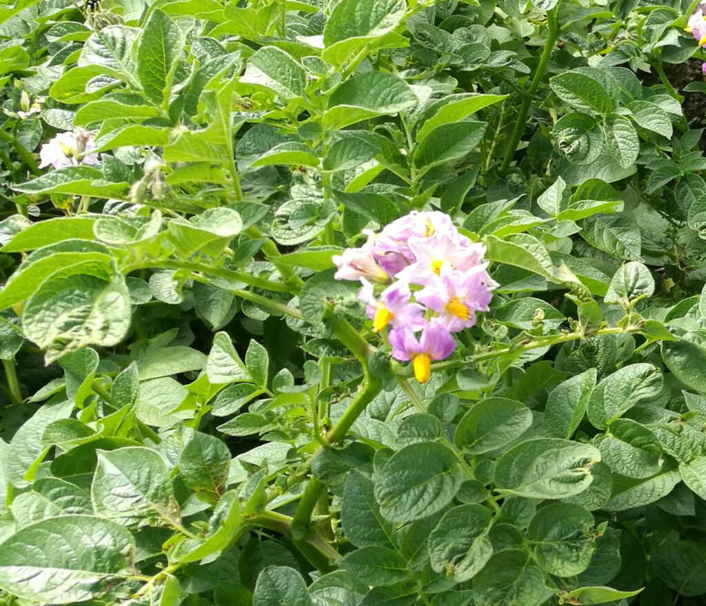 Kartoffelblüte Ruasshammer Hof